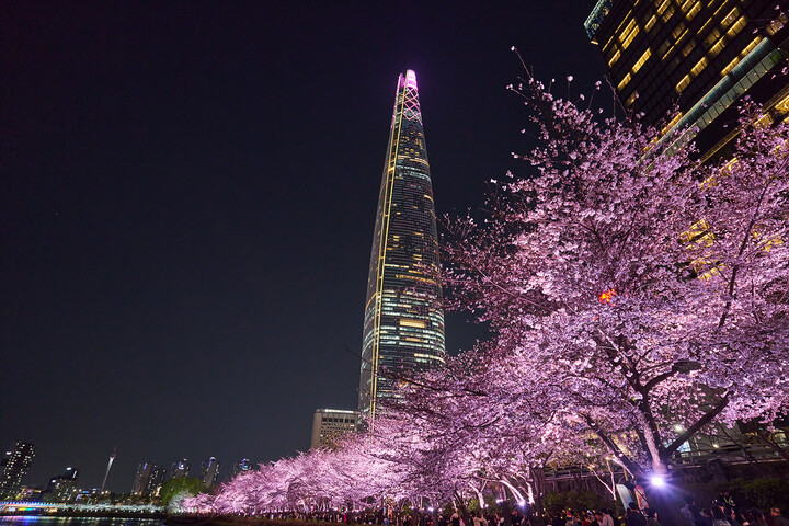 서울 벚꽃 명소