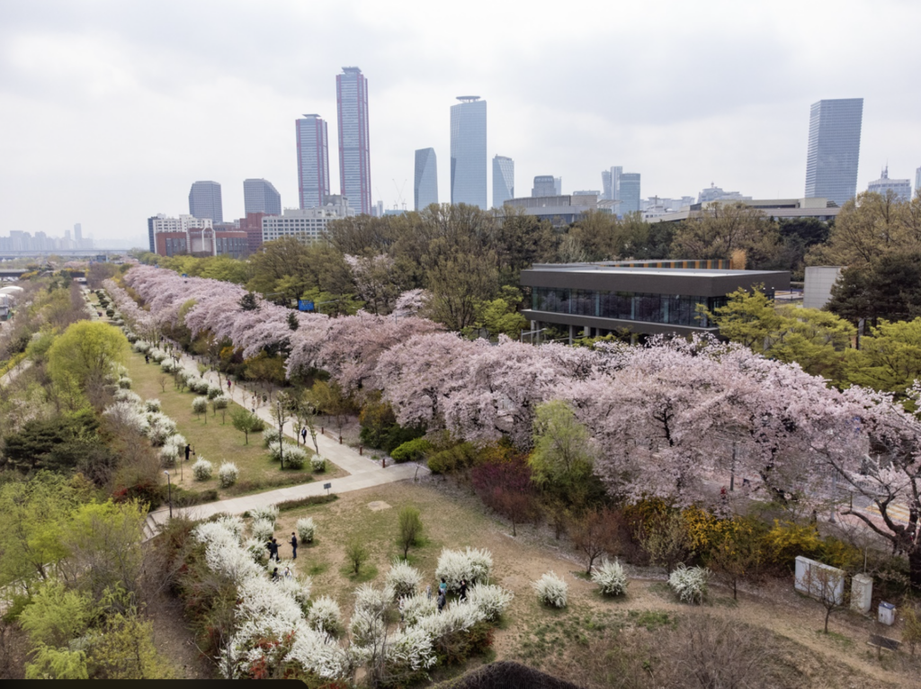여의도 윤중로 벚꽃길