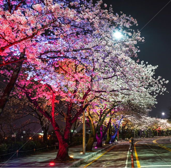 여의도 윤중로 벚꽃길
